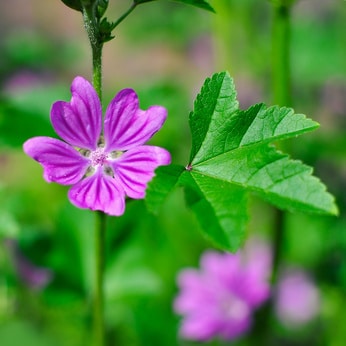 La malva, flor de los campos, sería el origen de la palabra malaquita
