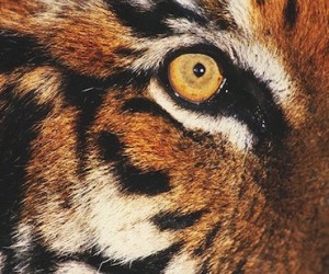 Ojo de un tigre (felino)