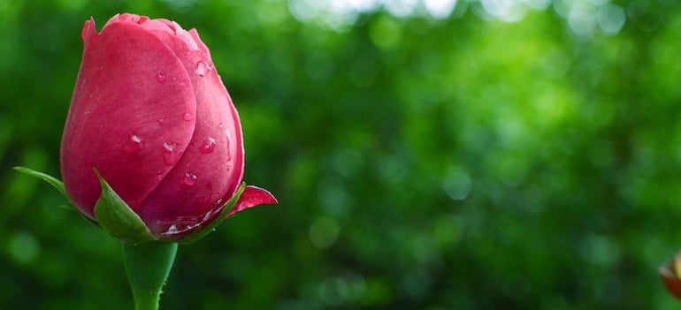 En la leyenda de Adonis y Afrodita, el origen vegetal del cuarzo rosa